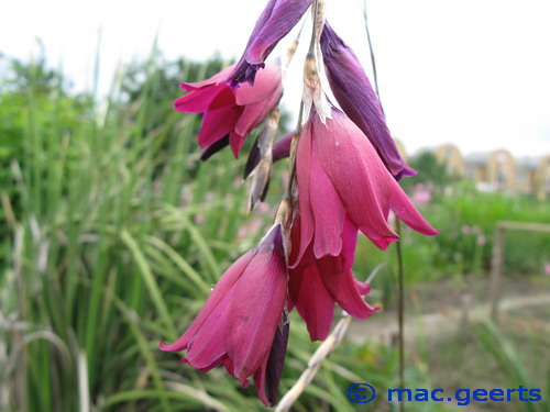 Dierama Blackbird